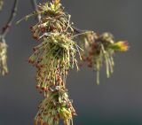 Acer negundo