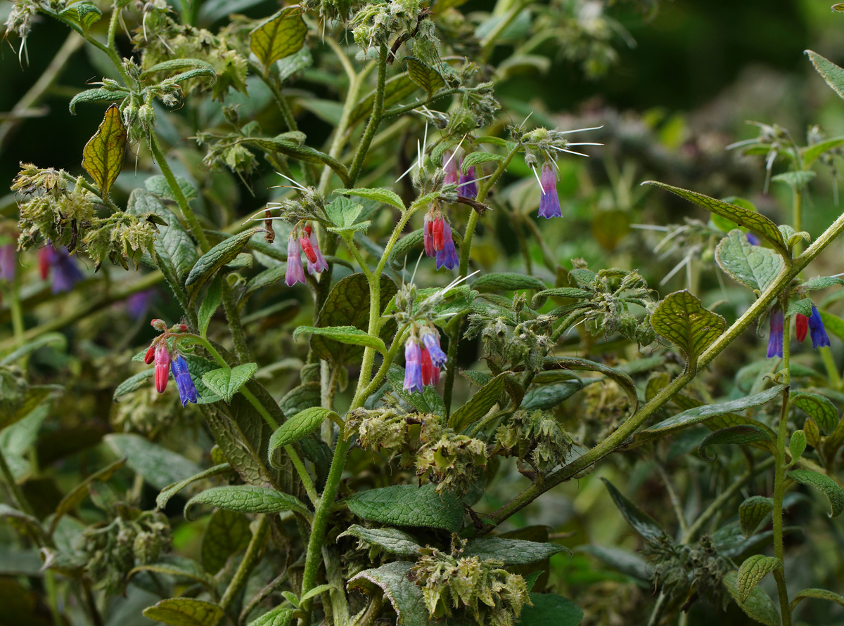 Изображение особи Symphytum asperum.