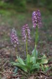 Orchis × angusticruris. Цветущие растения. Крым, Севастополь, р-н мыса Фиолент, пушистодубовое редколесье. 09.05.2020.