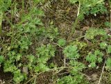 genus Ranunculus