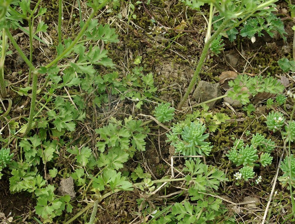 Image of genus Ranunculus specimen.