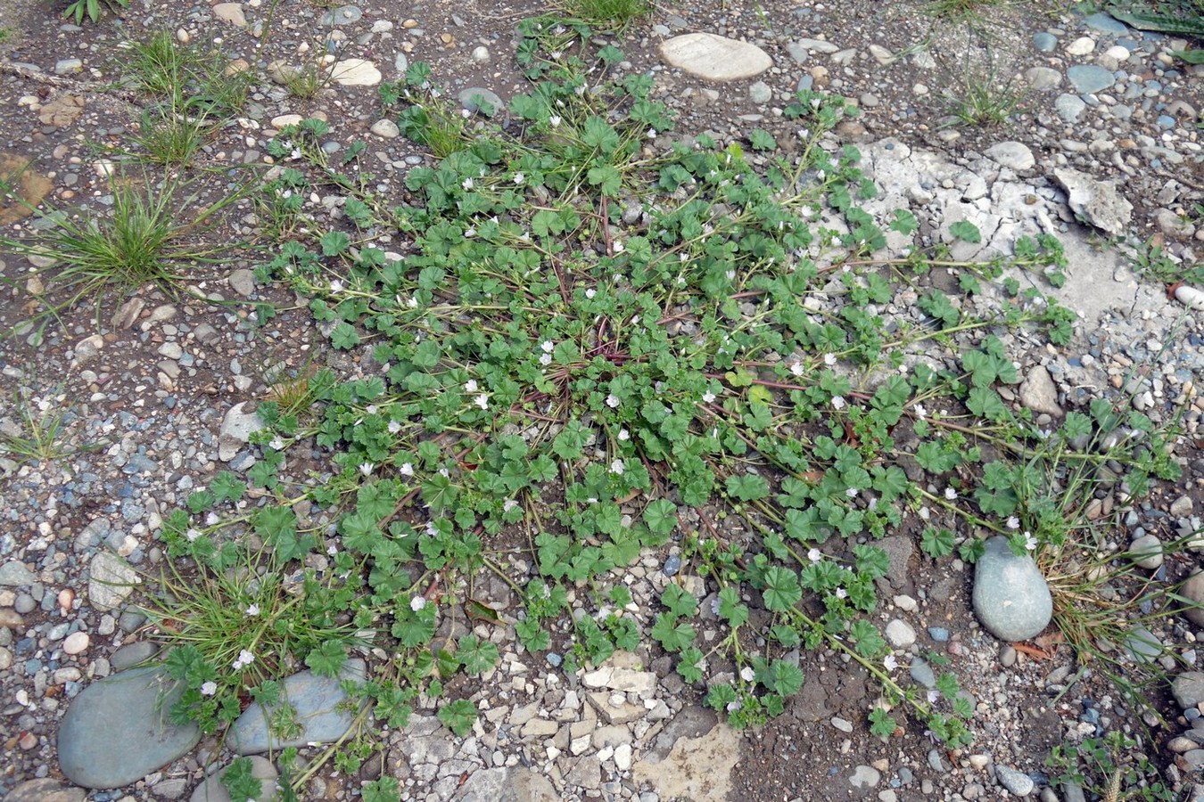 Изображение особи Malva neglecta.