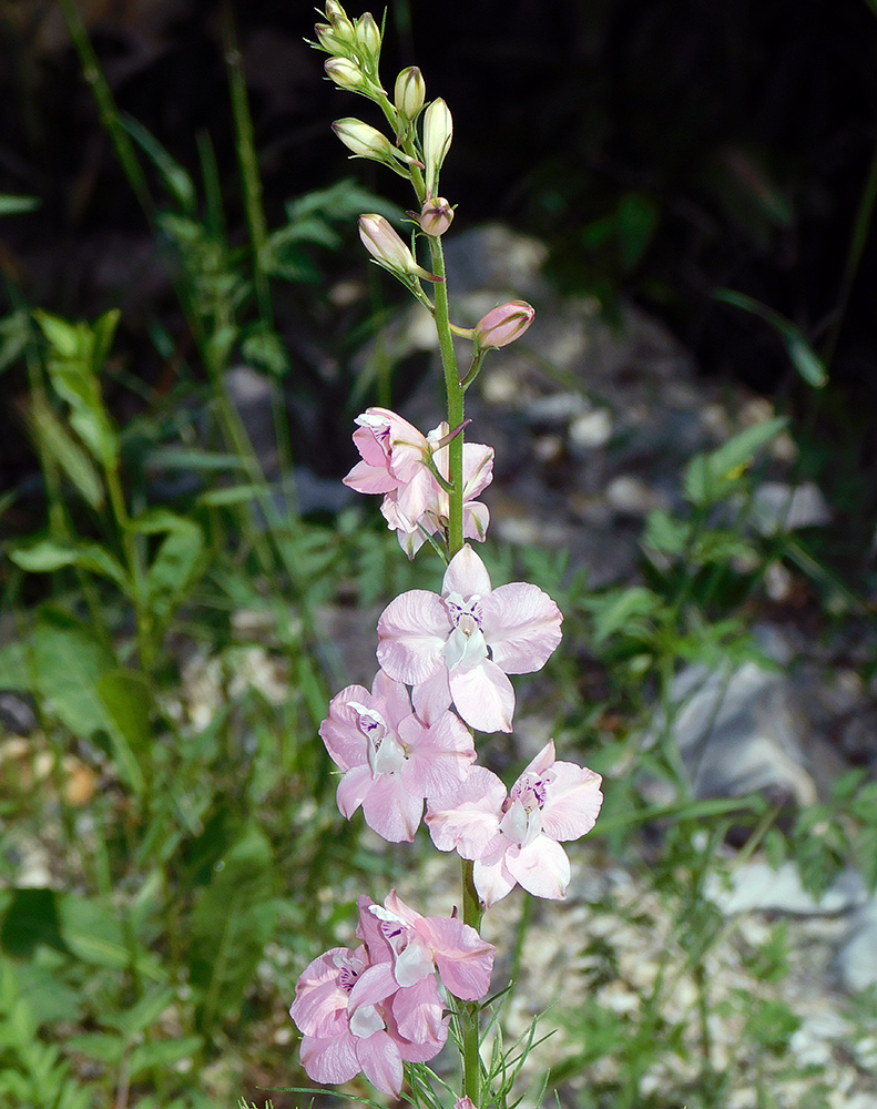 Image of Delphinium ajacis specimen.
