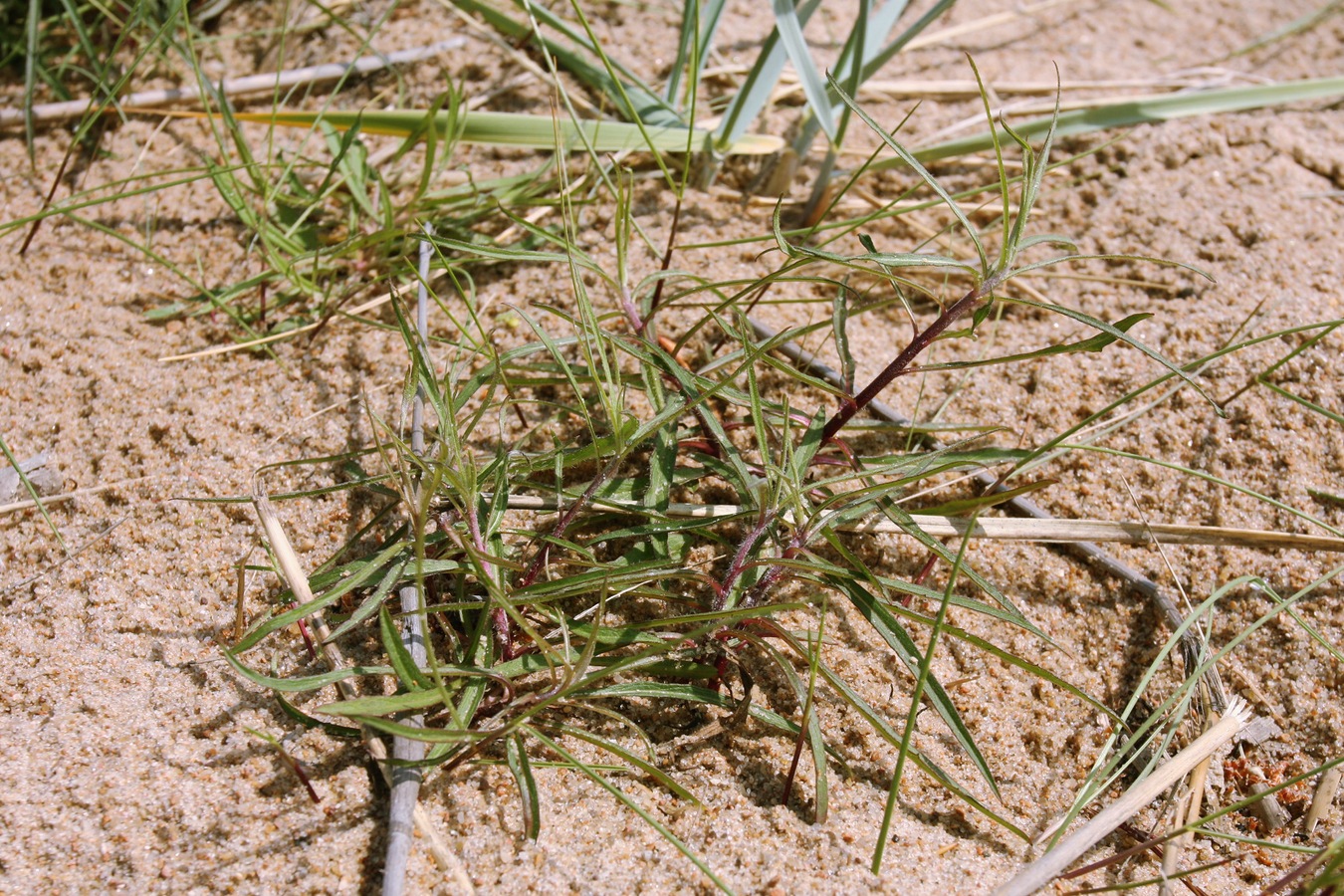 Image of Hieracium umbellatum var. dunale specimen.
