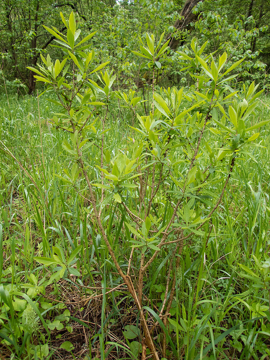 Image of Daphne mezereum specimen.