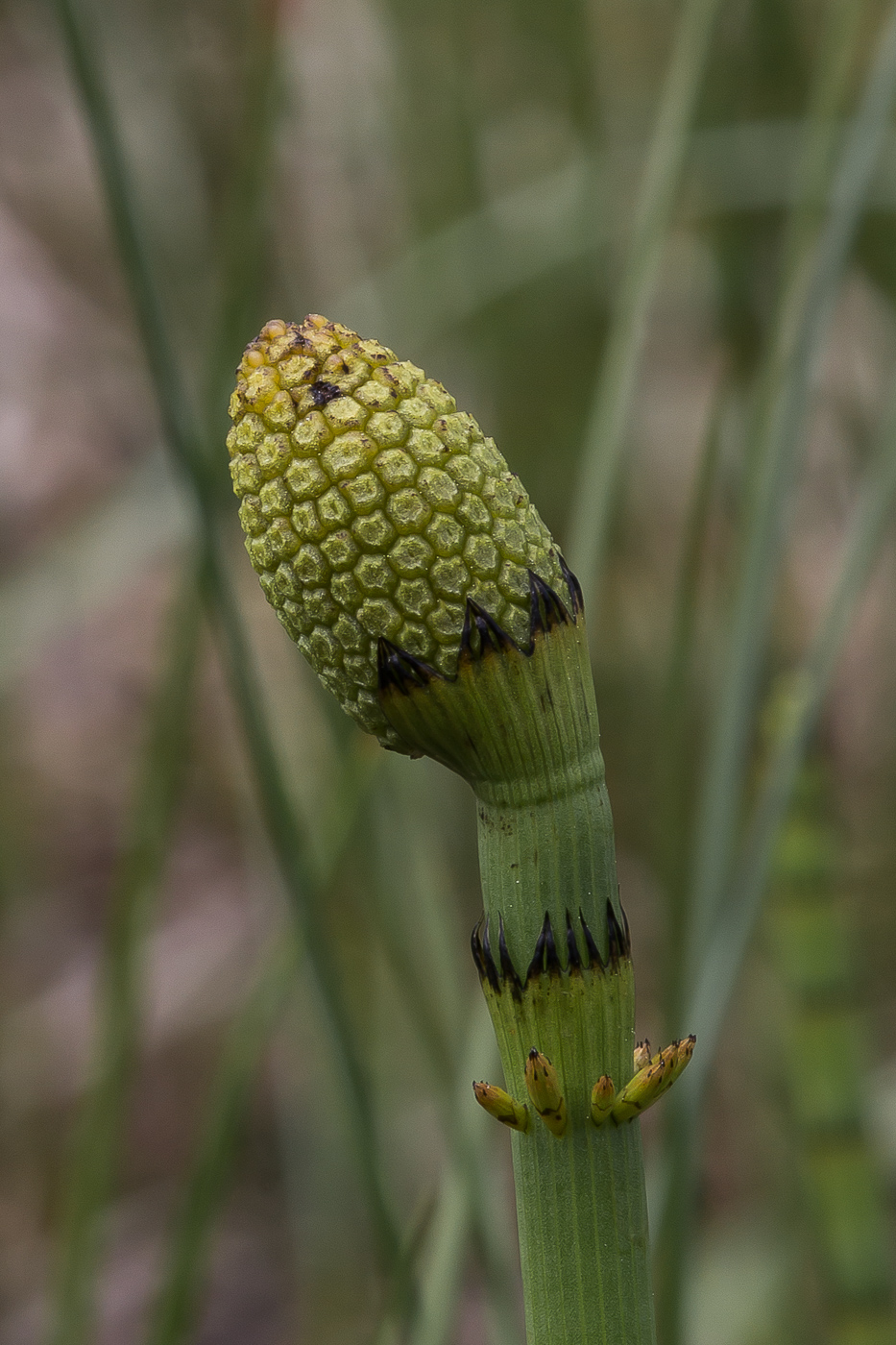 Image of Equisetum fluviatile specimen.