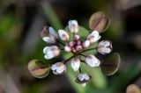 Microthlaspi perfoliatum
