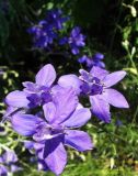 Delphinium consolida