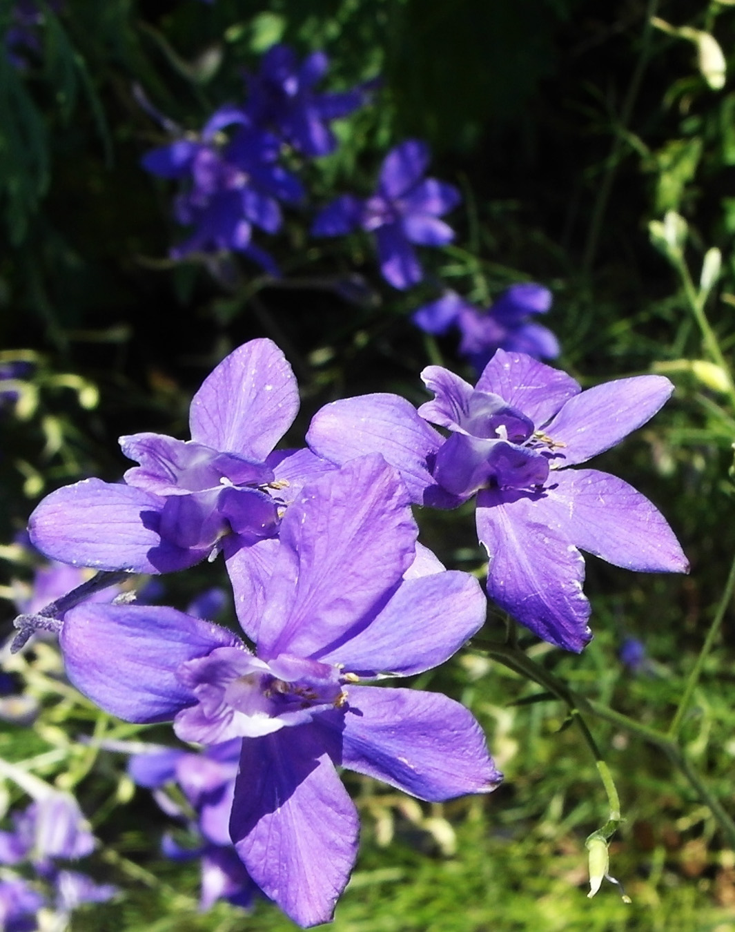 Image of Delphinium consolida specimen.