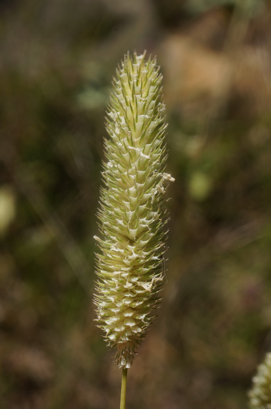 Изображение особи Phleum nodosum.