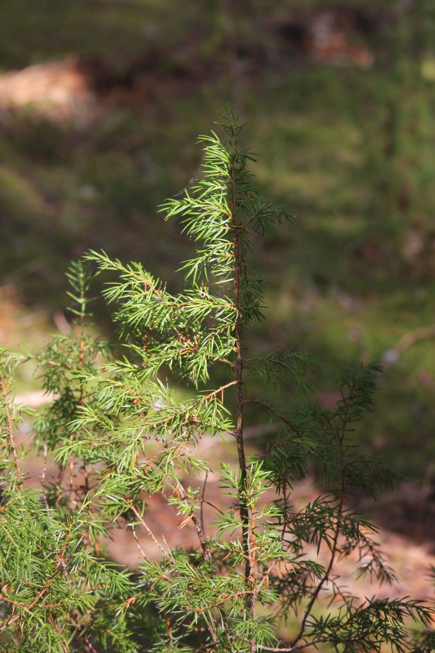 Image of Juniperus communis specimen.