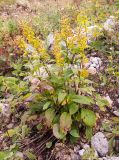 Solidago virgaurea подвид caucasica. Цветущее растение. Адыгея, Кавказский биосферный заповедник, ур. Яворова Поляна, ≈ 1700 м н.у.м., в пересохшем русле сезонного ручья. 04.10.2015.