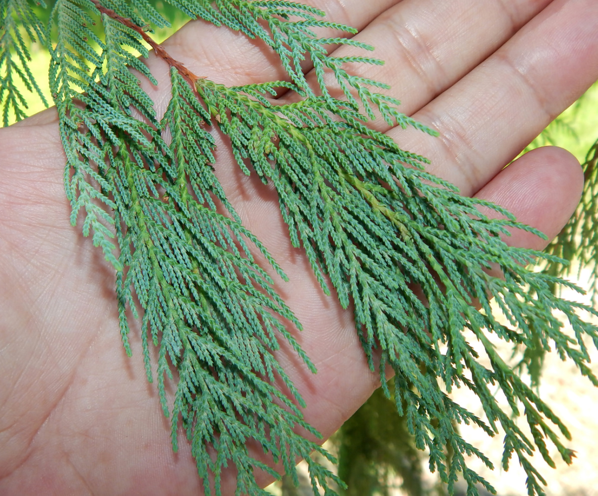 Image of Cupressus cashmeriana specimen.