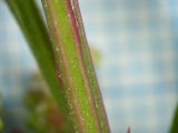 Chenopodium strictum. Часть стебля. Санкт-Петербург, Выборгский р-н, окр. пересечения Большого Сампсониевского просп. и Ланского ш., у подножья каменных плит насыпи ж.-д. полотна. 04.09.2020.