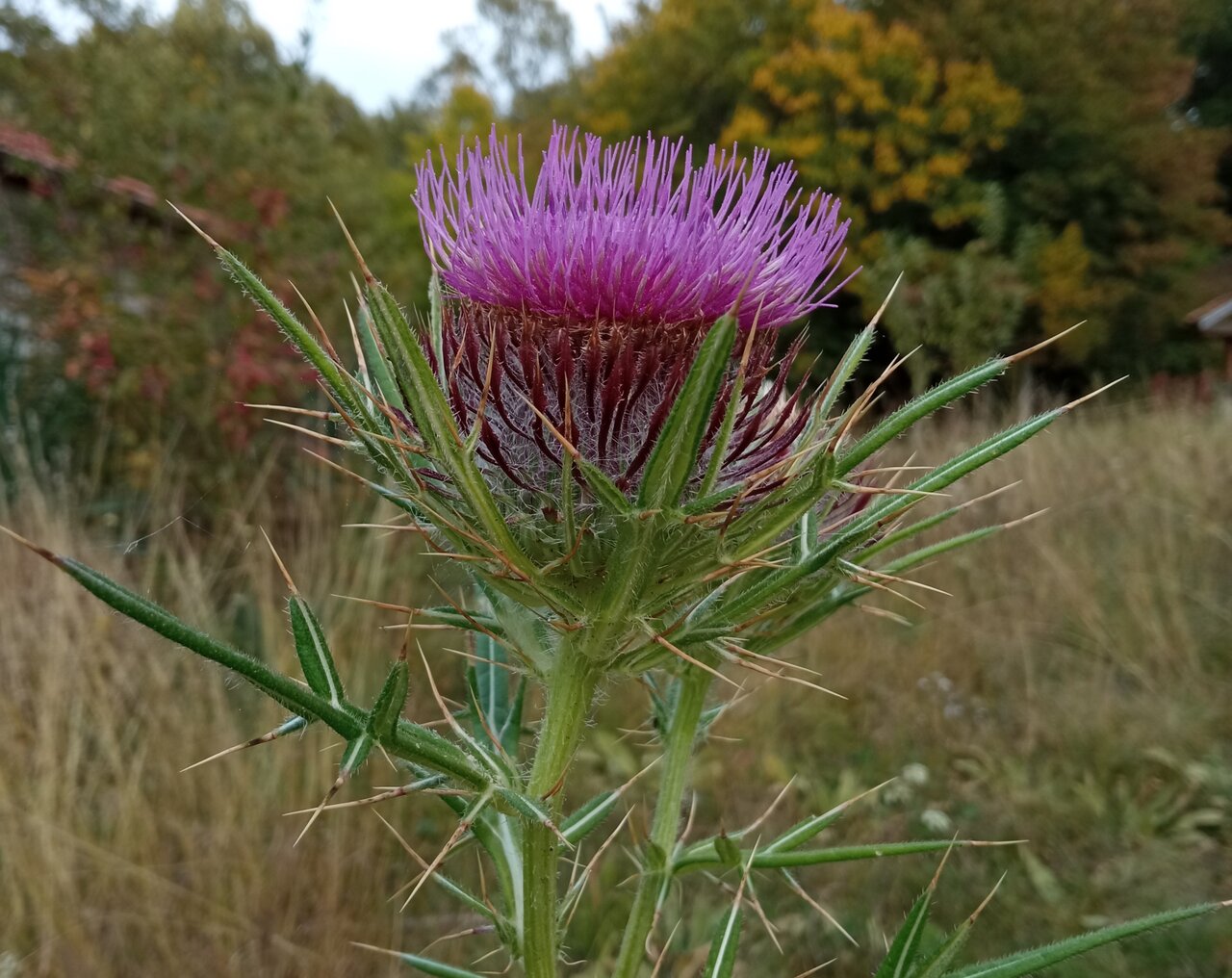 Изображение особи Cirsium ligulare.