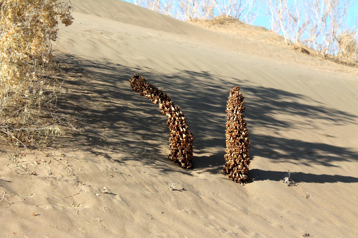 Image of Cistanche flava specimen.