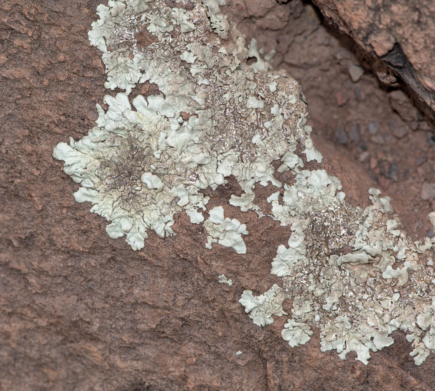 Image of genus Xanthoparmelia specimen.