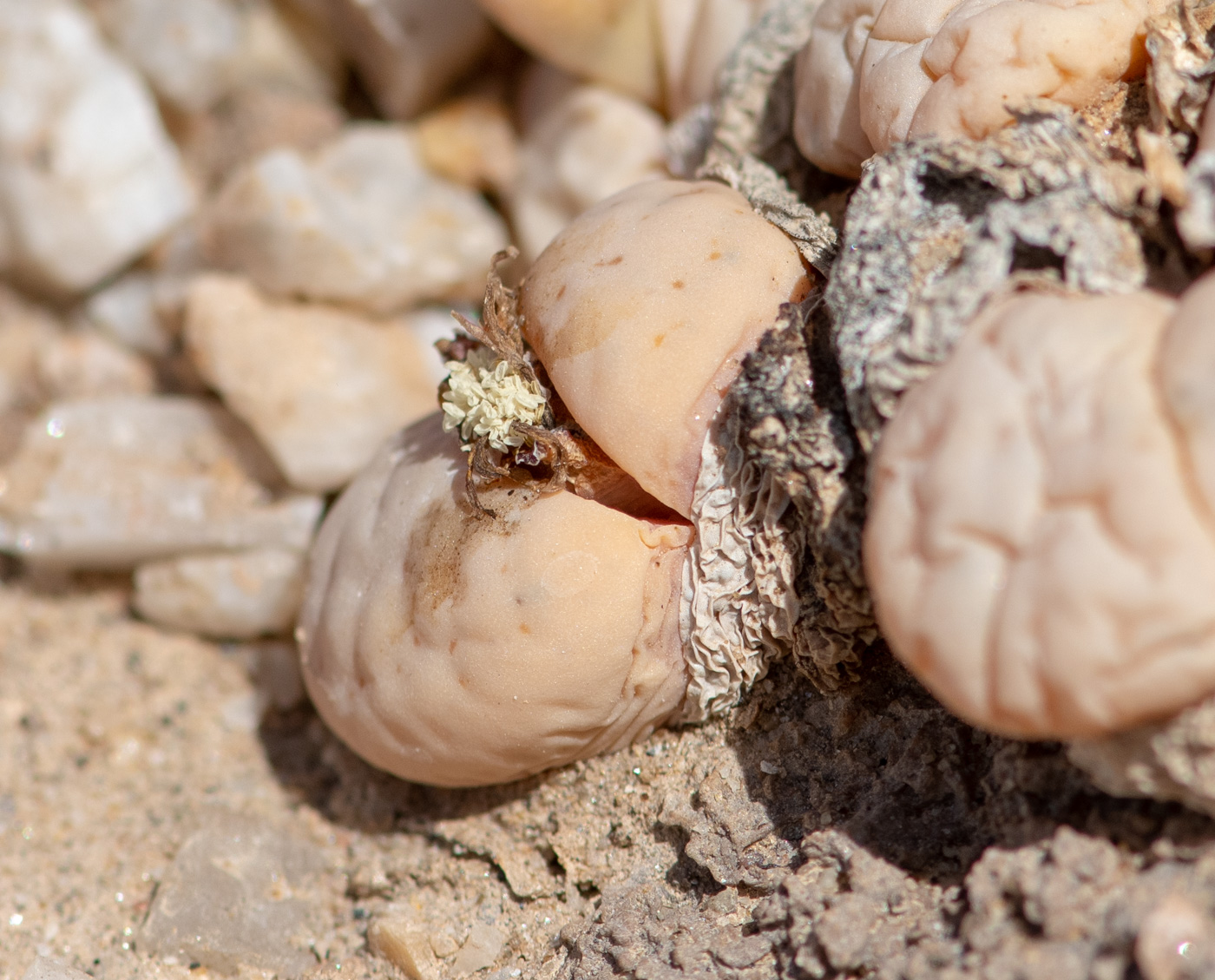 Изображение особи Lithops ruschiorum.