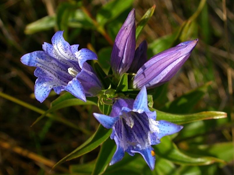 Изображение особи Gentiana asclepiadea.