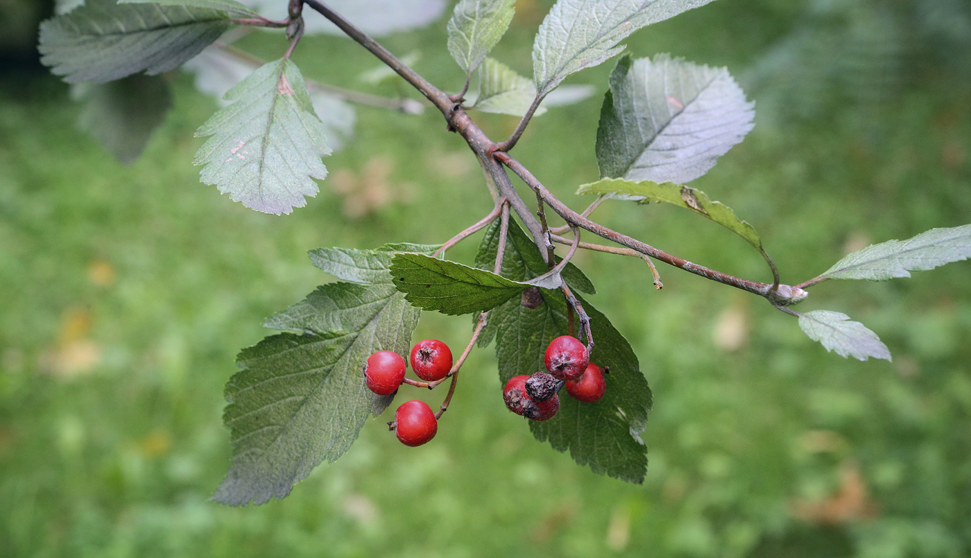 Image of Sorbus intermedia specimen.