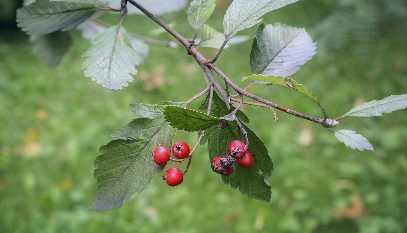 Изображение особи Sorbus intermedia.