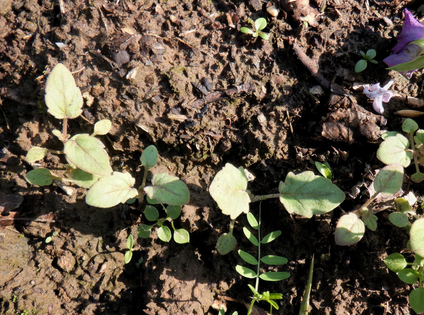 Image of Phacelia campanularia specimen.