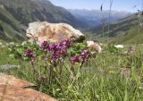 Pedicularis nordmanniana. Цветущие растения. Карачаево-Черкесия, Зеленчукский р-н, окр. пос. Архыз, Софийский хребет, западный склон пер. Софийское седло, ≈ 2360 м н.у.м., субальпийский луг. 04.08.2020.