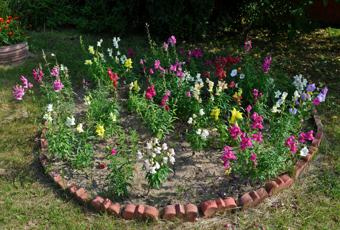 Изображение особи Antirrhinum majus.