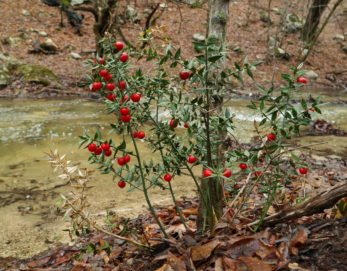 Image of Ruscus aculeatus specimen.