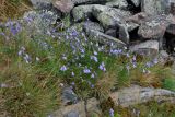 Campanula rotundifolia. Цветущие растения. Челябинская обл., Златоустовский гор. округ, хребет Уреньга, ≈ 1000 м н.у.м., каменистый склон. 25.07.2020.