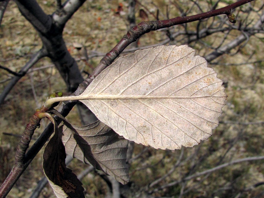 Image of Sorbus taurica specimen.