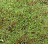 Astragalus tragacantha. Верхушка расцветающего растения. Австрия, г. Вена, альпинарий при Бельведере. 28.04.2008.