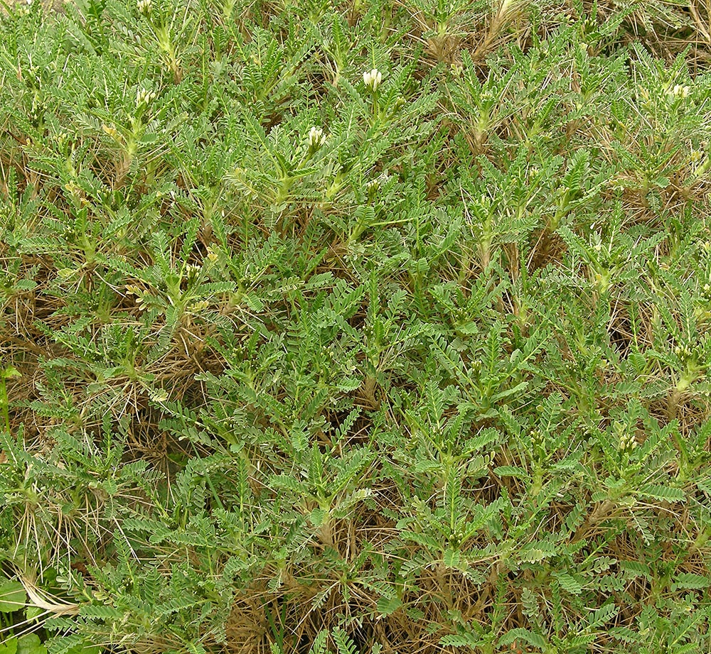Image of Astragalus tragacantha specimen.