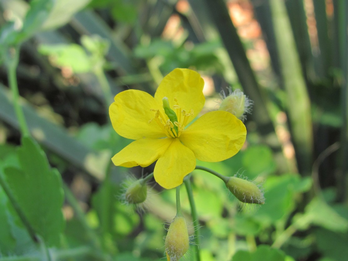 Image of Chelidonium majus specimen.