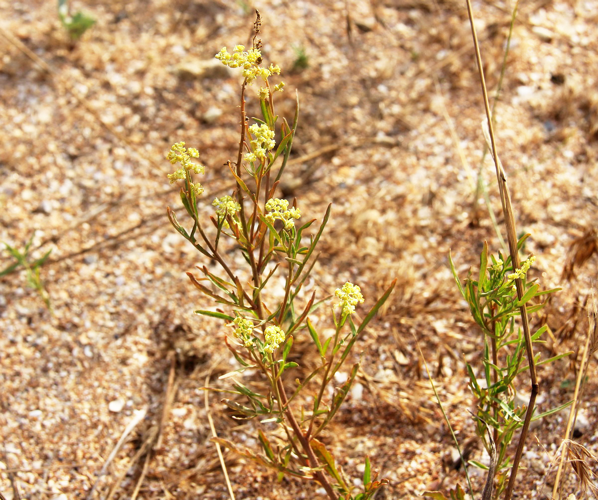 Image of Reseda lutea specimen.