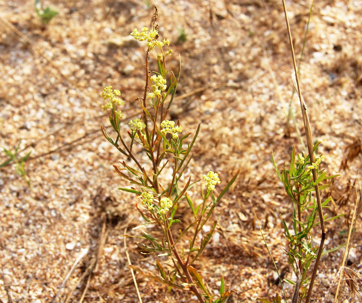 Image of Reseda lutea specimen.