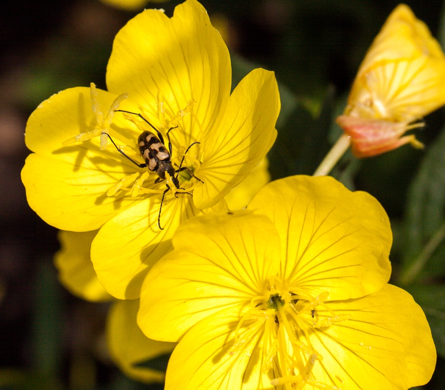Изображение особи Oenothera pilosella.
