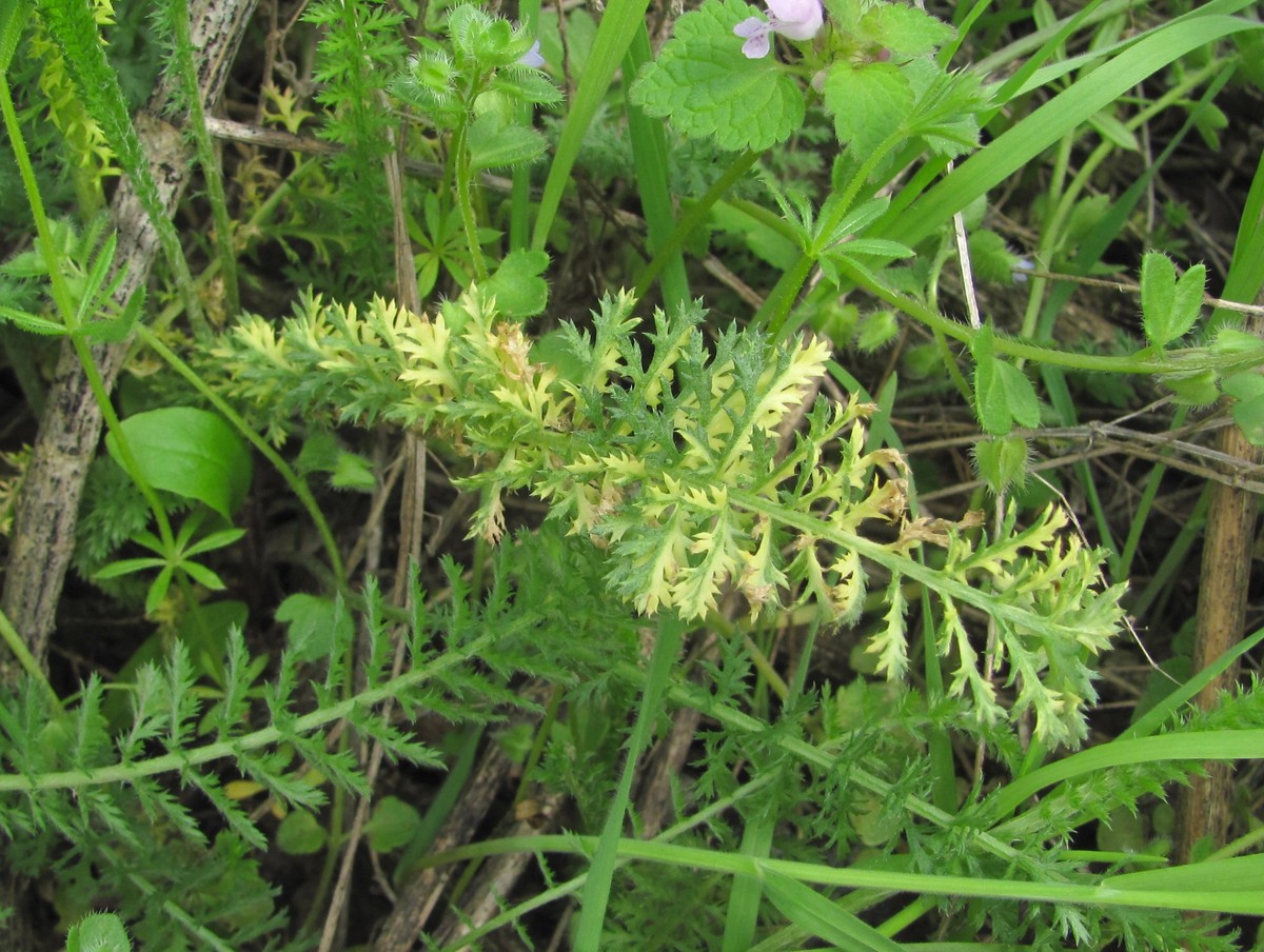 Image of Achillea millefolium specimen.