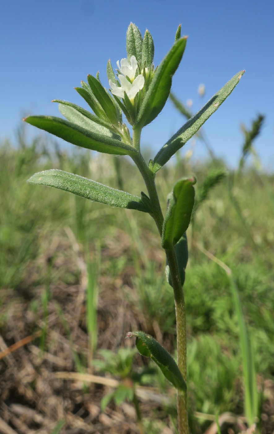 Image of Buglossoides arvensis specimen.