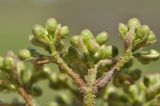 Viburnum burejaeticum. Часть соцветия с бутонами. Приморский край, Шкотовский р-н, окр. с. Новонежино, берег ручья. 11.05.2021.