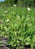 Viola arvensis
