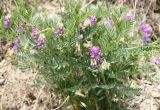 Vicia uralensis