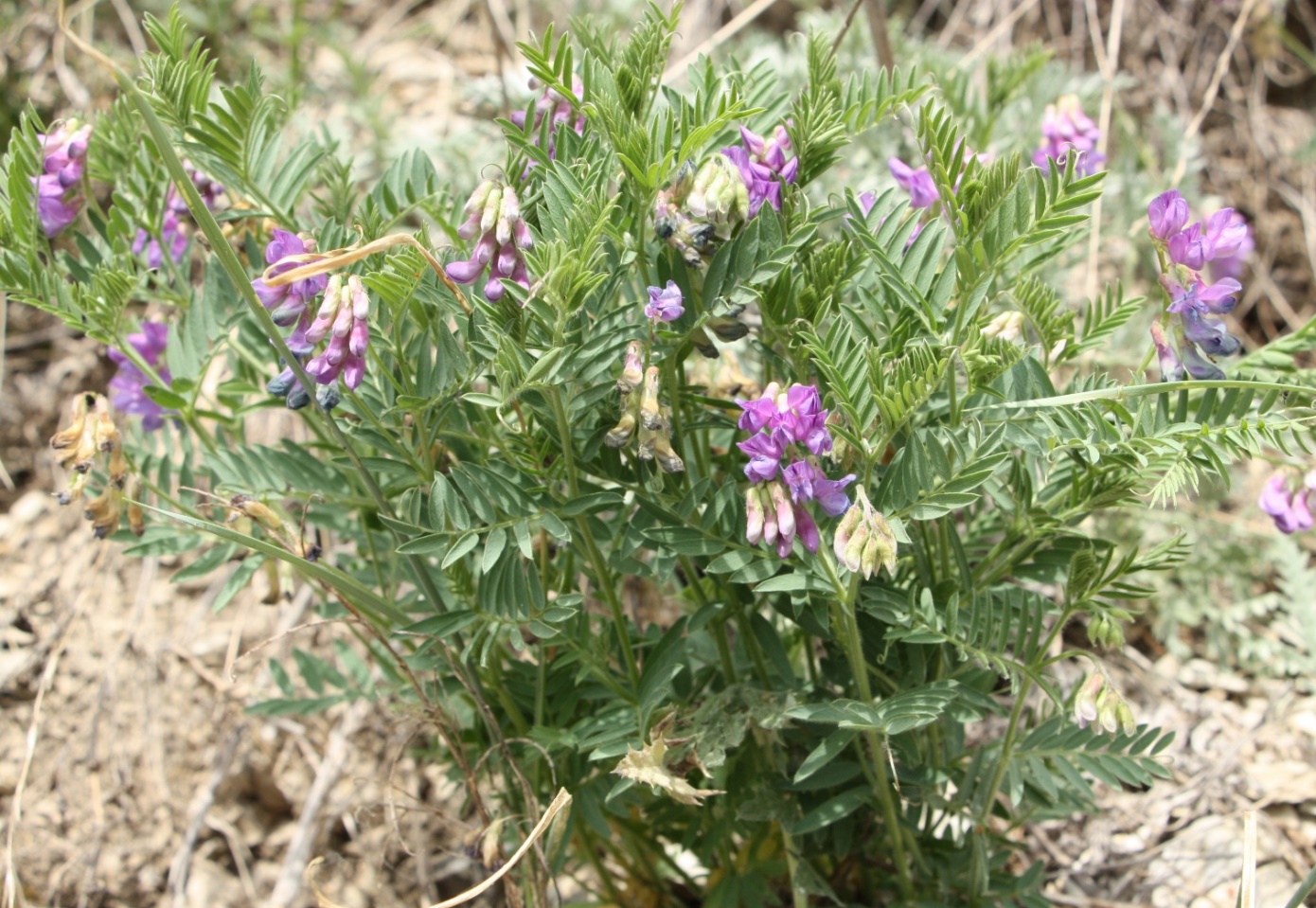 Изображение особи Vicia uralensis.