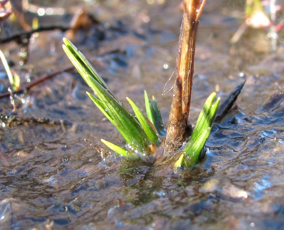 Image of Rhynchospora alba specimen.