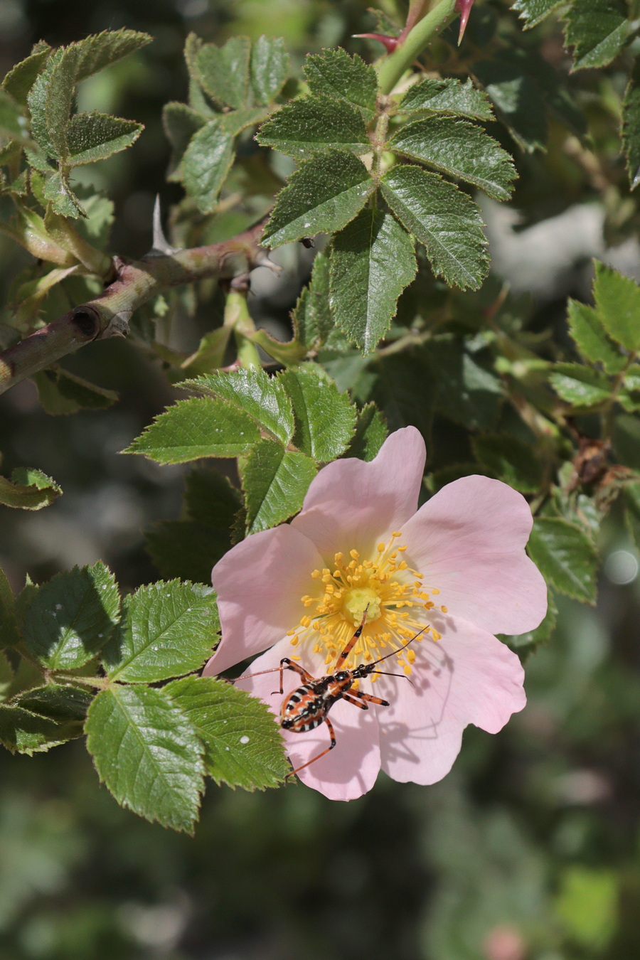 Image of Rosa balsamica specimen.