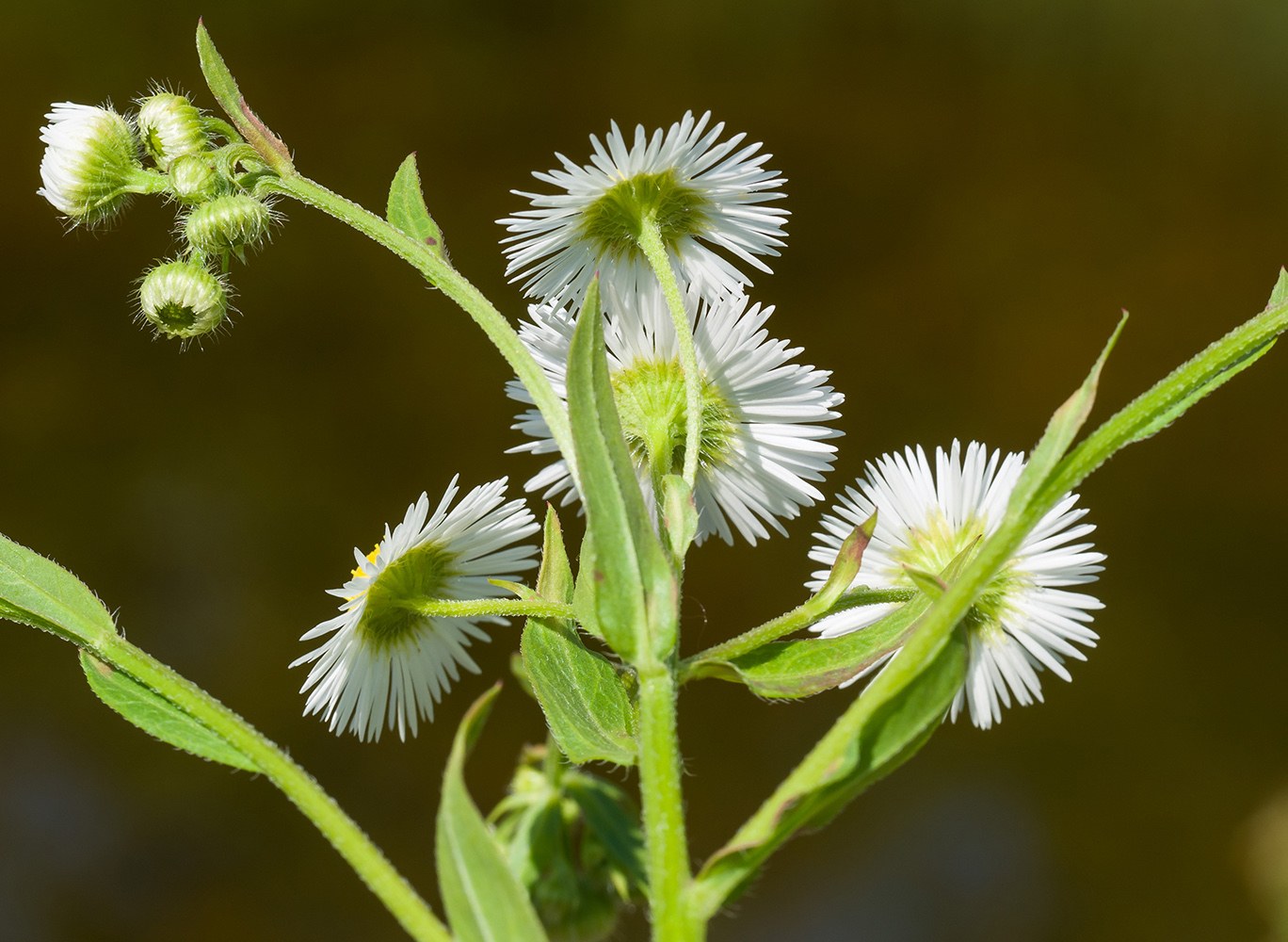 Изображение особи Erigeron annuus.