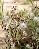 Lactuca tatarica