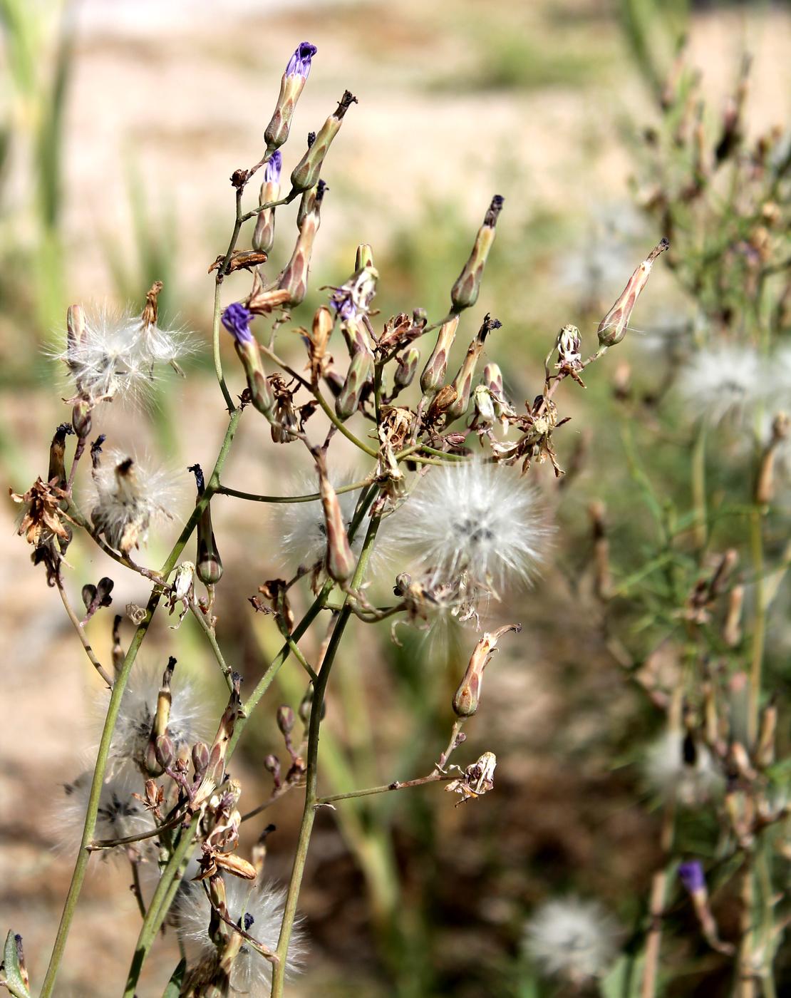 Image of Lactuca tatarica specimen.