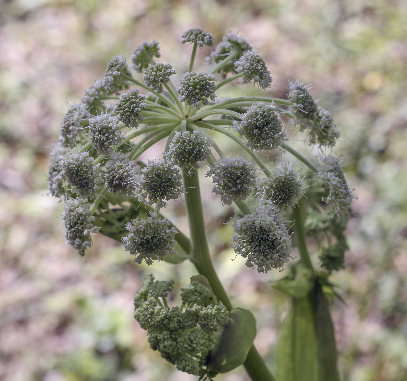 Изображение особи Angelica sylvestris.