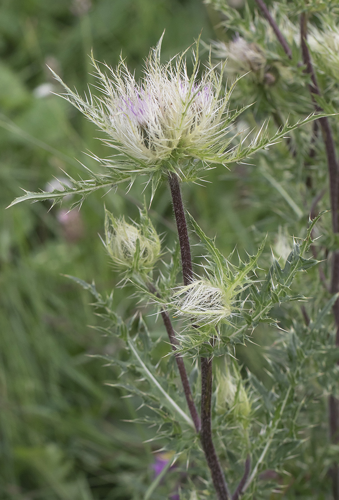 Image of Cirsium obvallatum specimen.